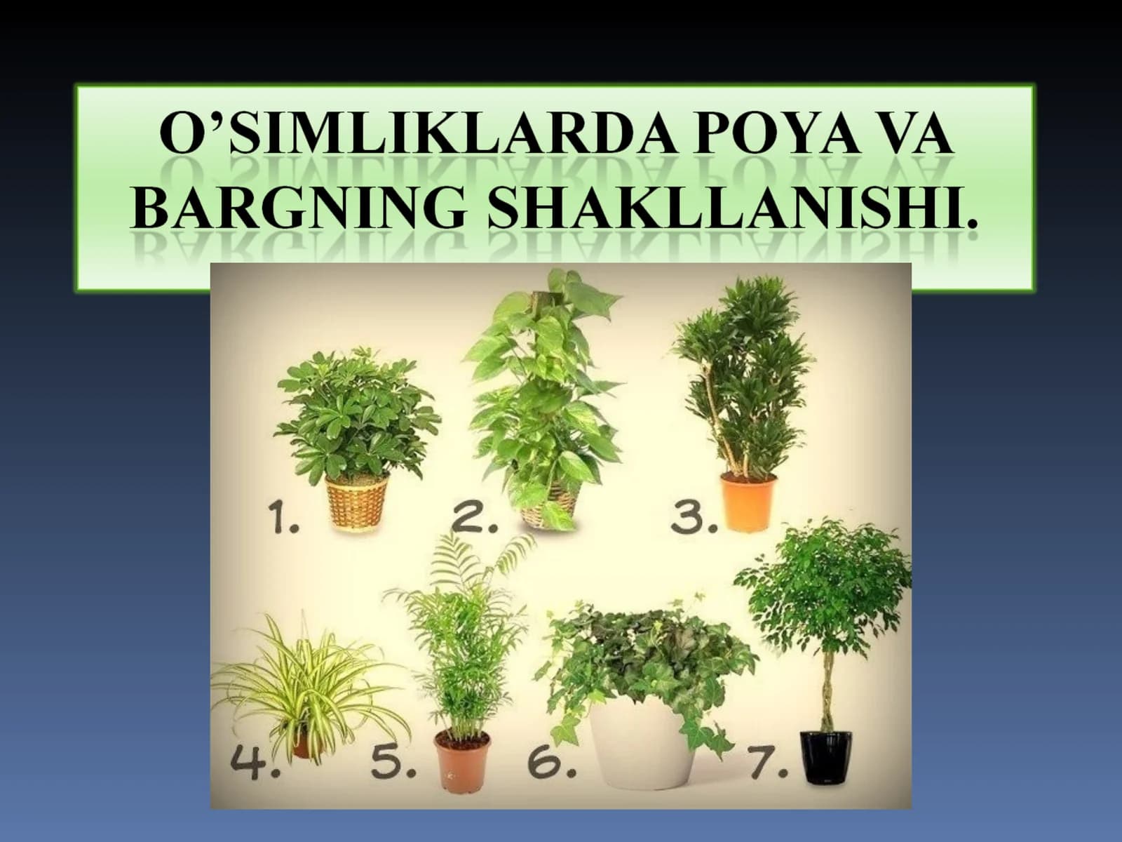 Poya, Barglar bilan birga o'suvchi o'simliklar muddati