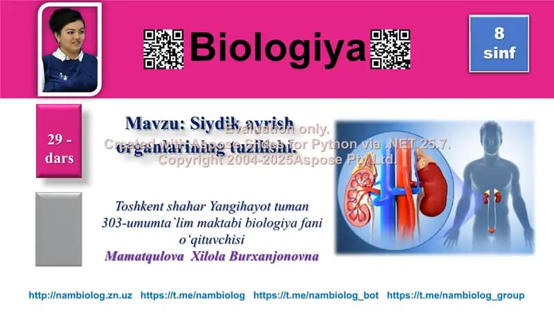Siydik ayrish organlarining tuzilishi