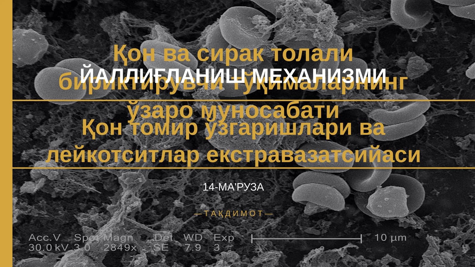 Қон ва сирак толали бириктирувчи тўқималарнинг ўзаро муносабати