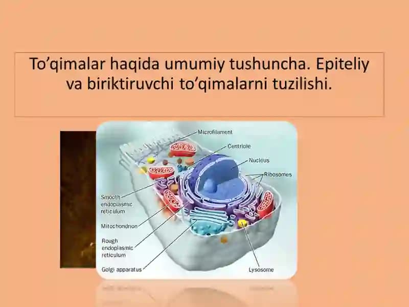 Hujayra Tuzilishi
