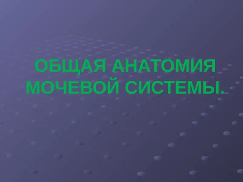 ОБЩАЯ АНАТОМИЯ МОЧЕВОЙ СИСТЕМЫ
