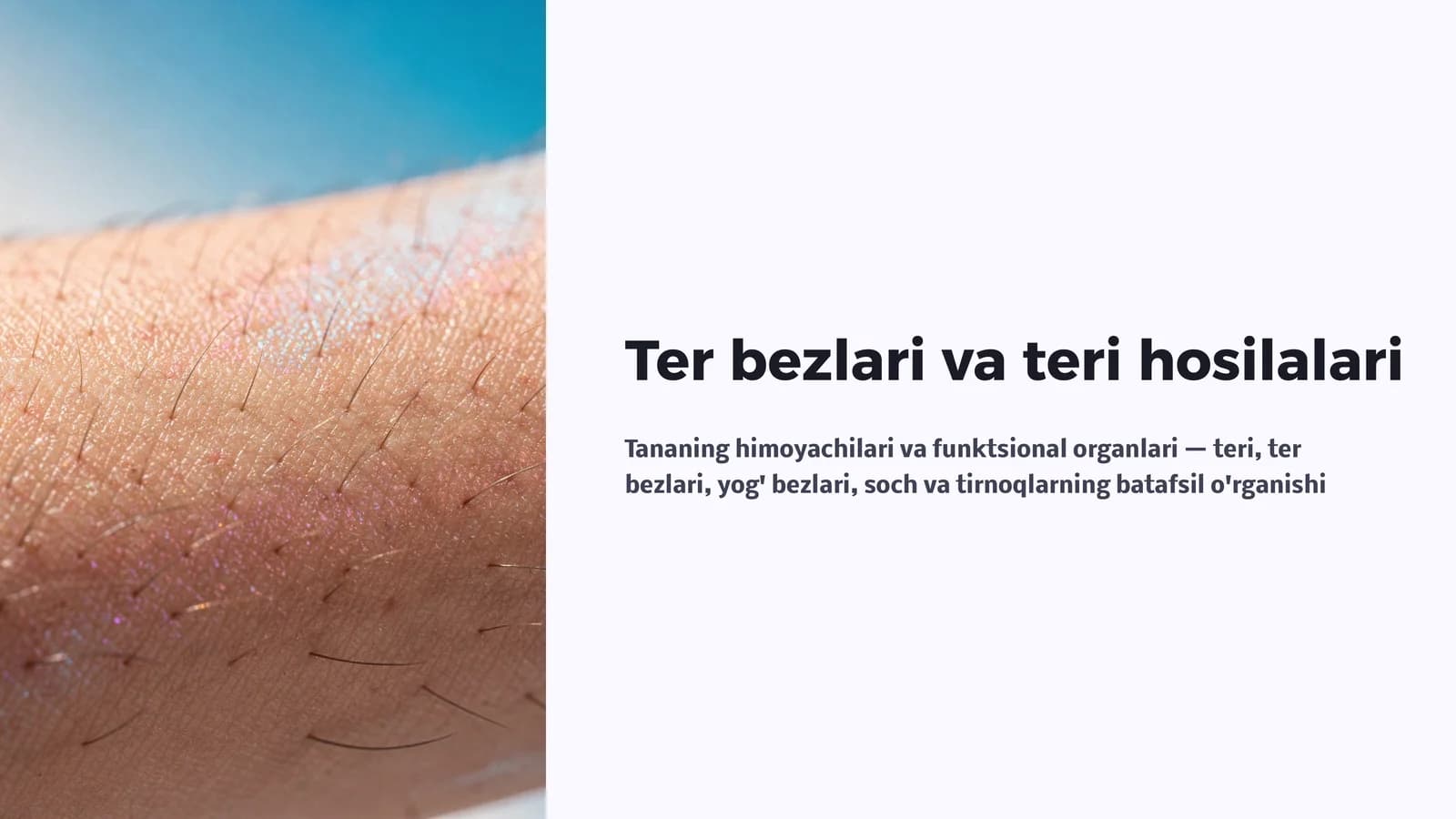 Ter bezlari va teri hosilalari