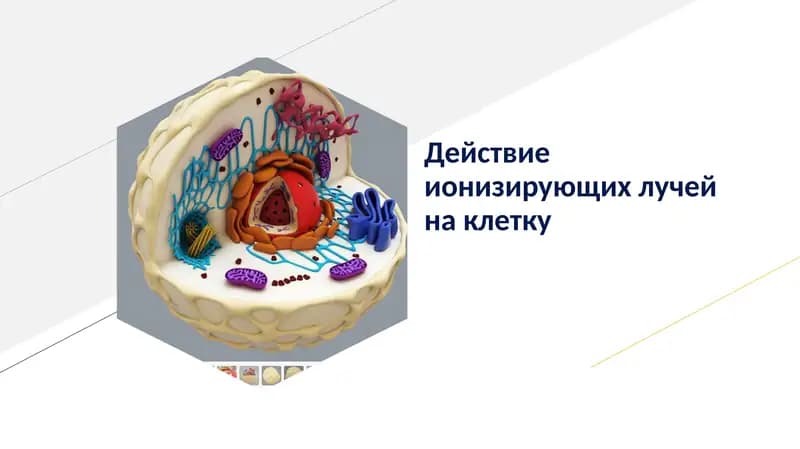 Действие ионизирующих лучей на клетку