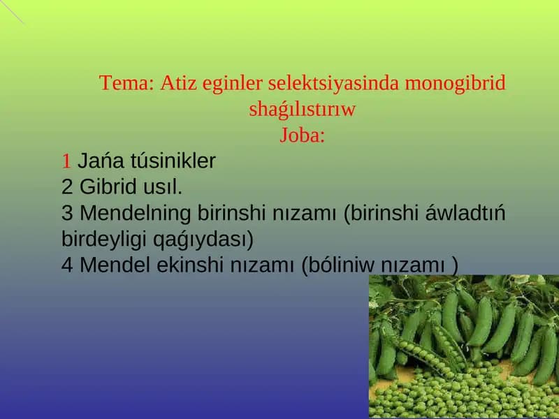 Atiz eginler selektsiyasinda monogibrid shaǵılıstırıw