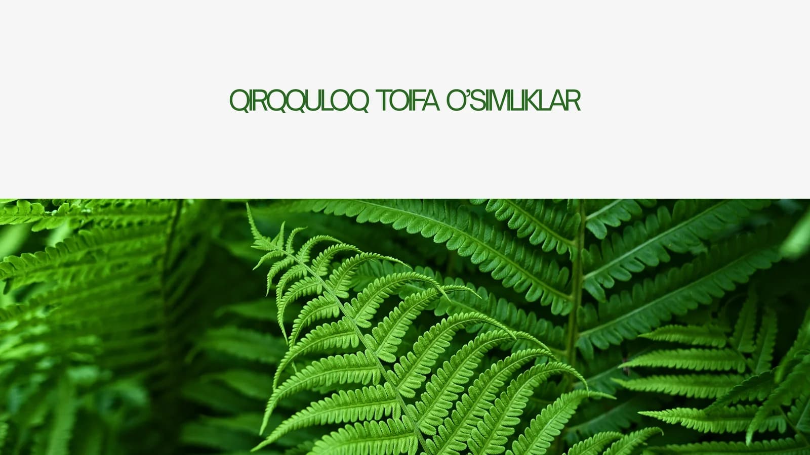 QIRQQULOQ  TOIFA  O’SIMLIKLAR