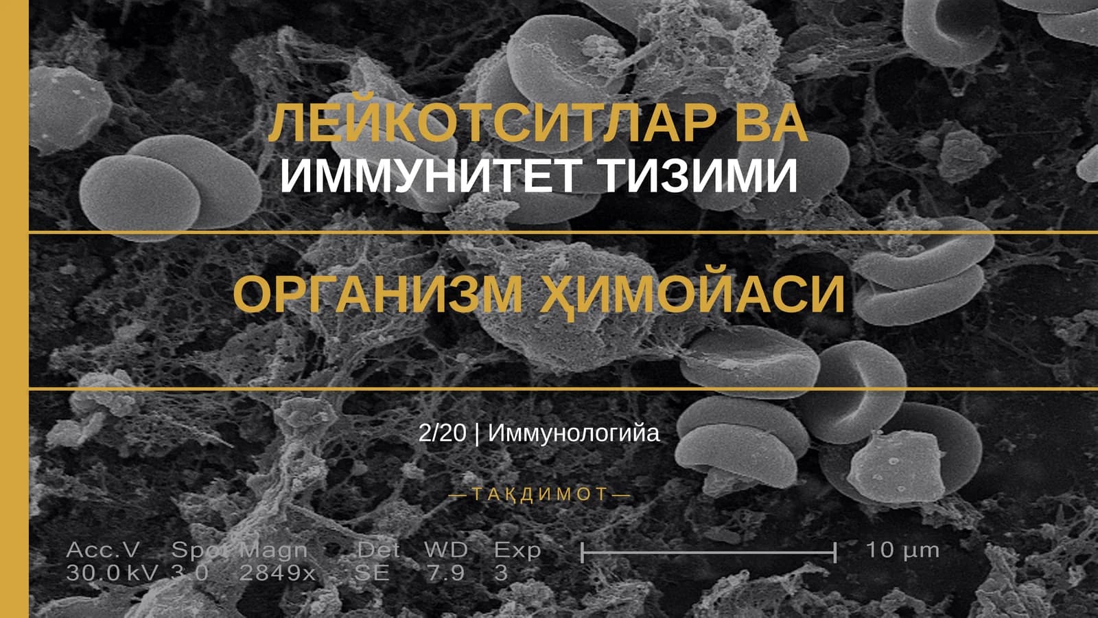 ЛЕЙКОТСИТЛАР ВА ИММУНИТЕТ ТИЗИМИ