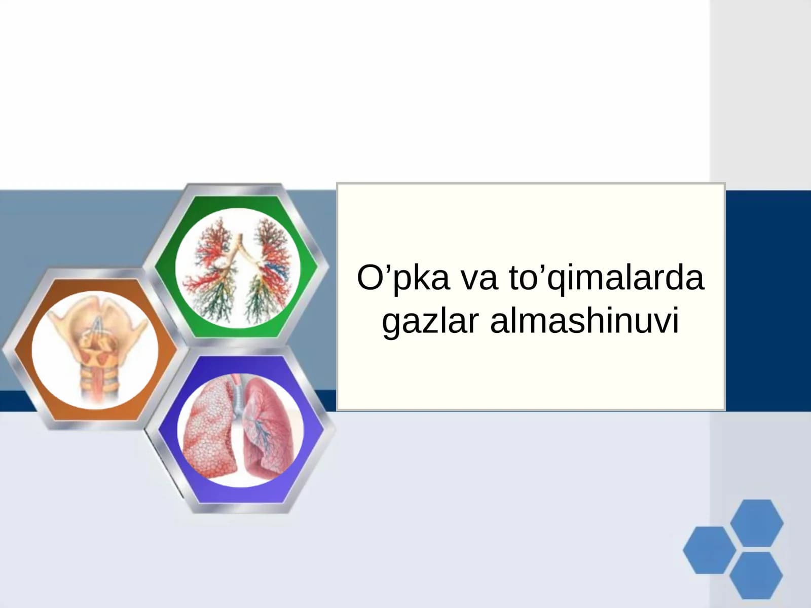 O’pka va to’qimalarda gazlar almashinuvi