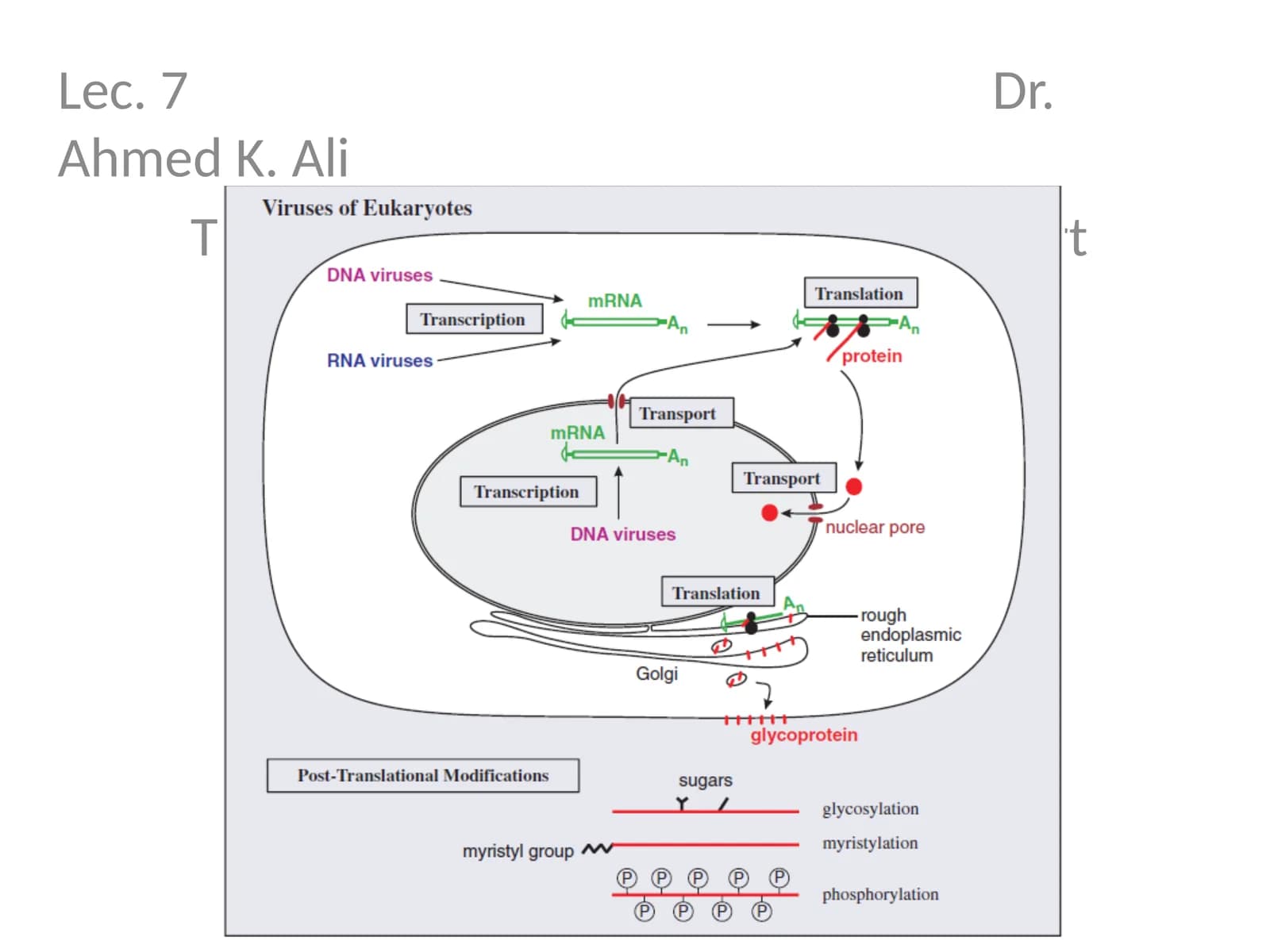 Lec. 7 Dr. Ahmed K. Ali
