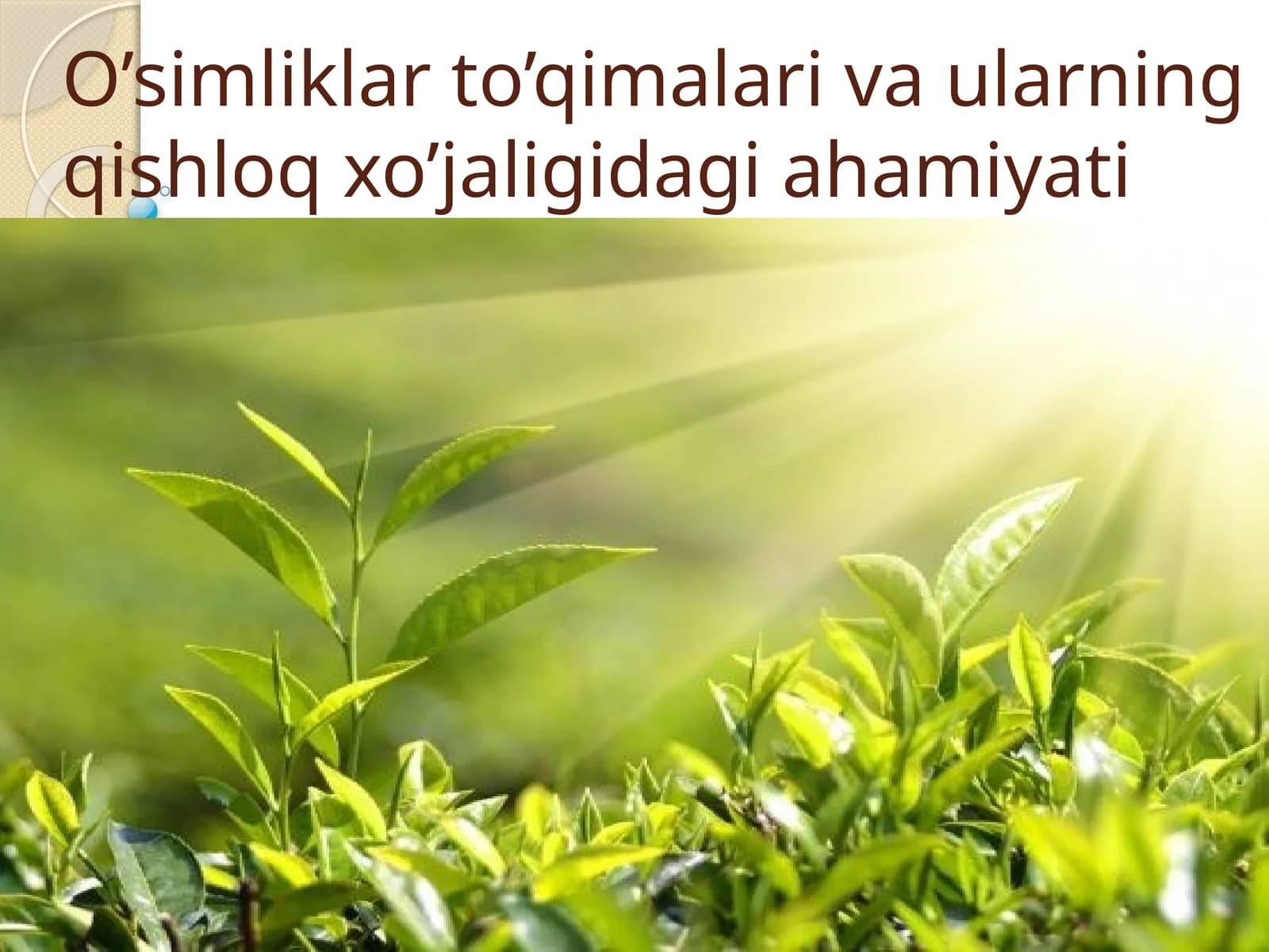 O’simliklar to’qimalari va ularning qishloq xo’jaligidagi ahamiyati