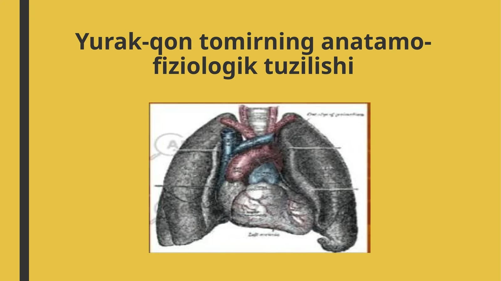 Yurak-qon tomirning anatamo-fiziologik tuzilishi