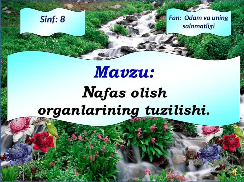 Nafas olish  organlarining tuzilishi