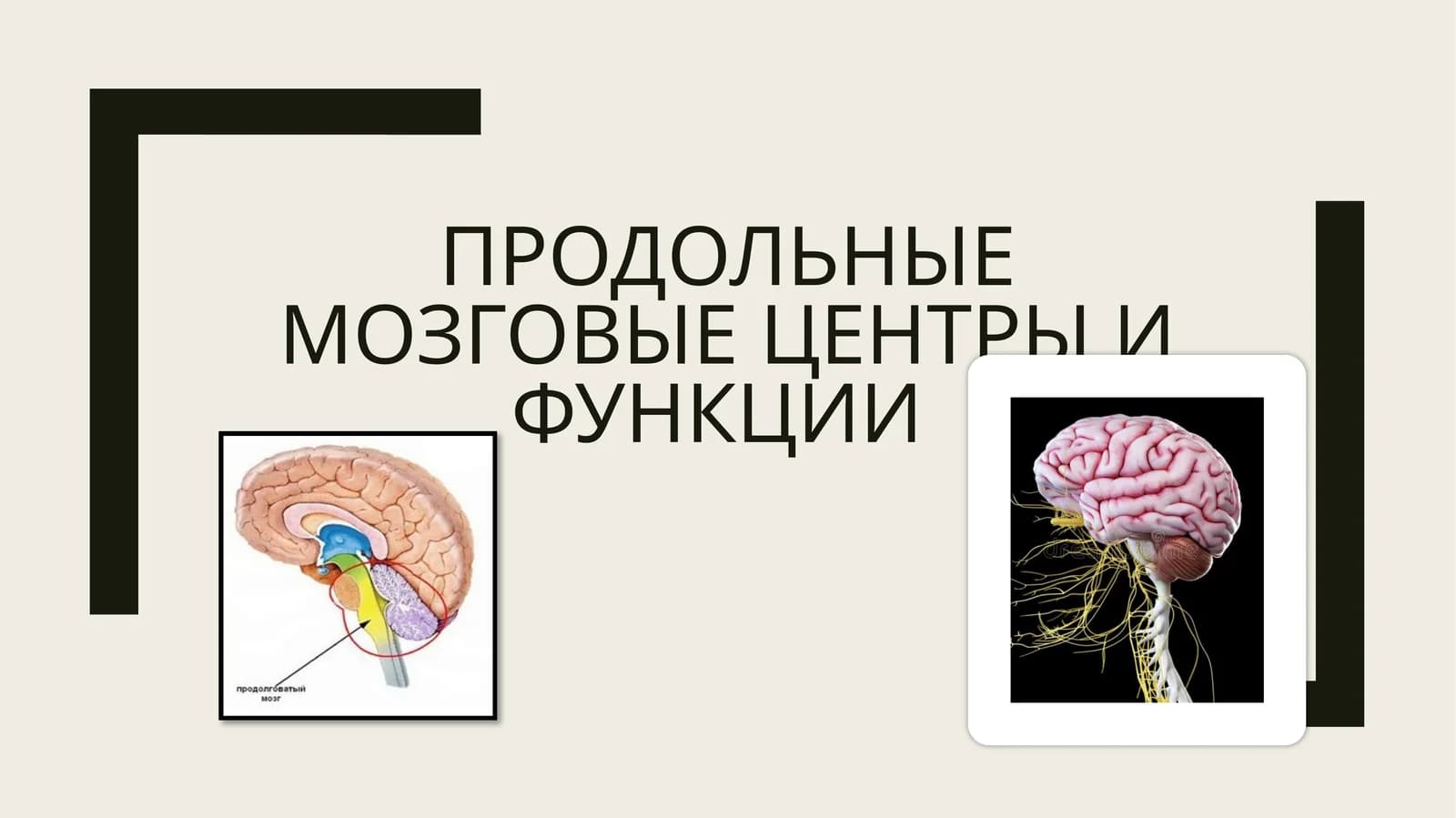 Продольные мозговые центры и функции