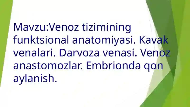 Venoz tizimining funktsional anatomiyasi