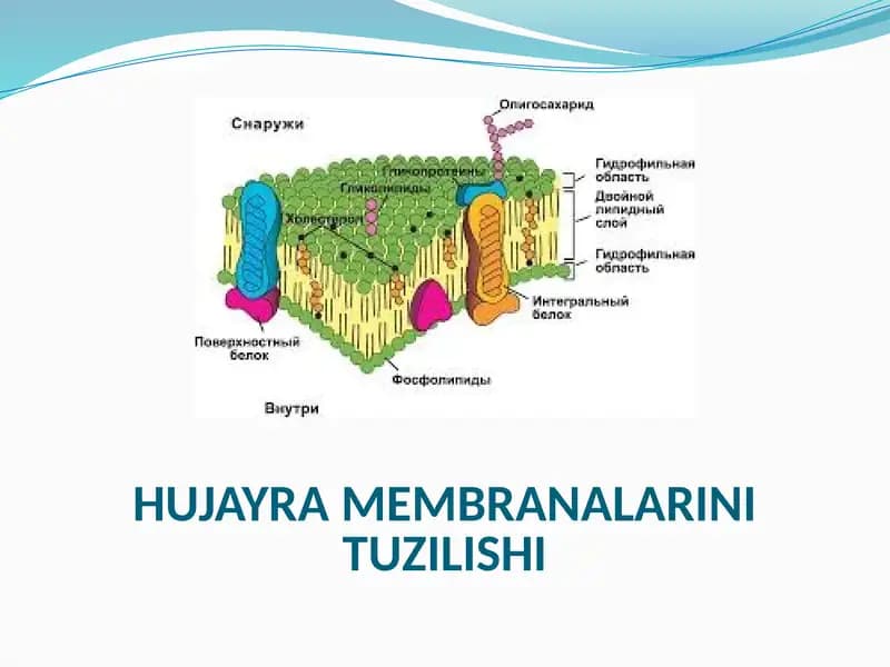 HUJAYRA MEMBRANALARINI TUZILISHI.