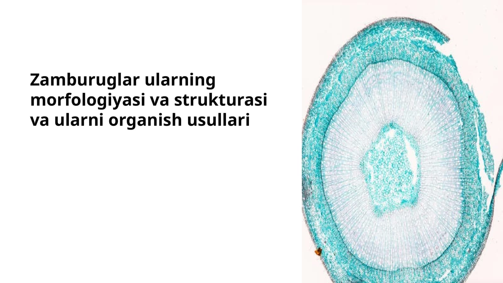 Zamburuglar ularning morfologiyasi va strukturasi va ularni organish usullari