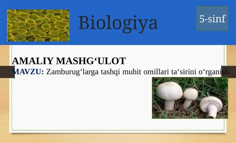 Zamburug‘largatashqimuhitomillarita‘sirinio‘rganish