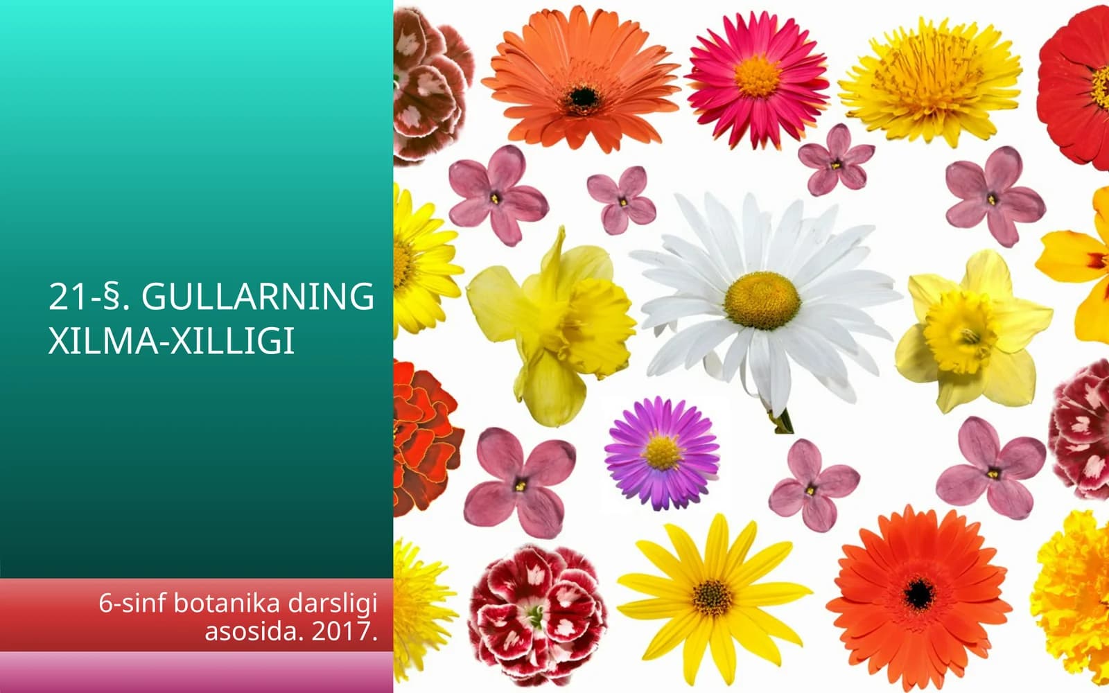 GULLARNING XILMA-XILLIGI