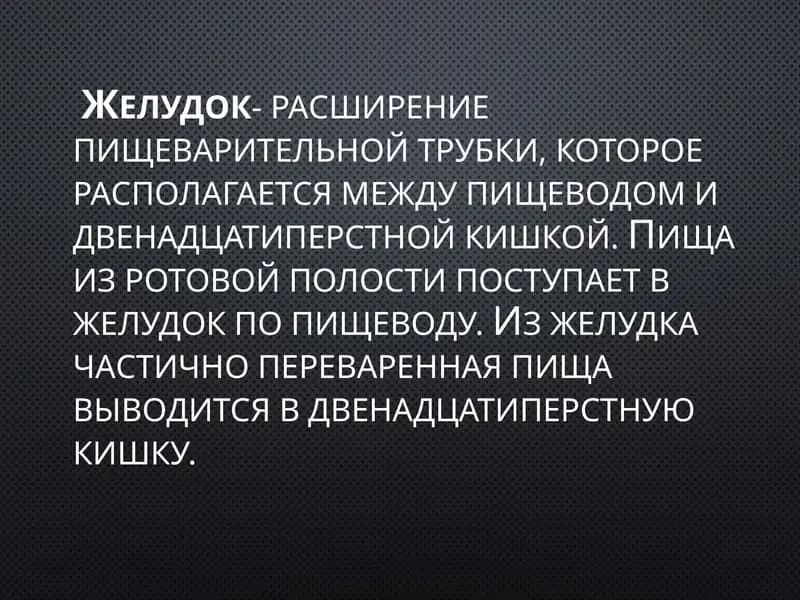 Желудок