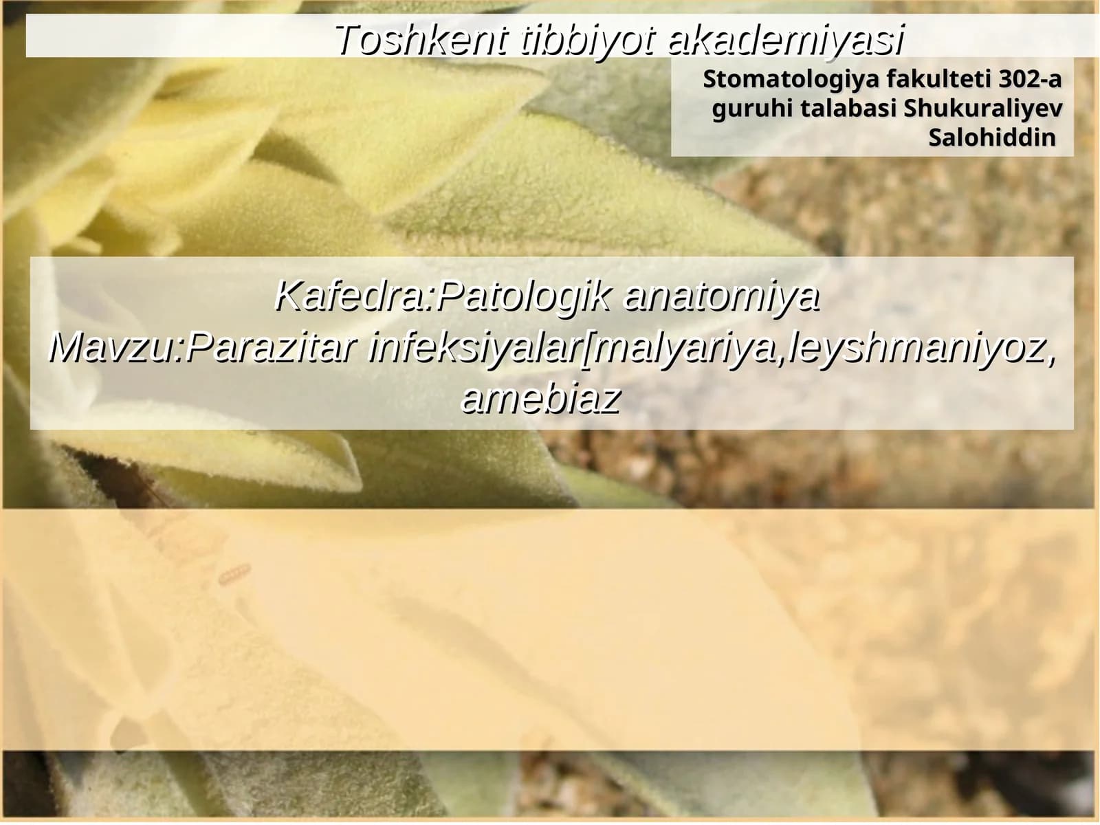 Parazitar infeksiyalar - Leyshmaniyoz