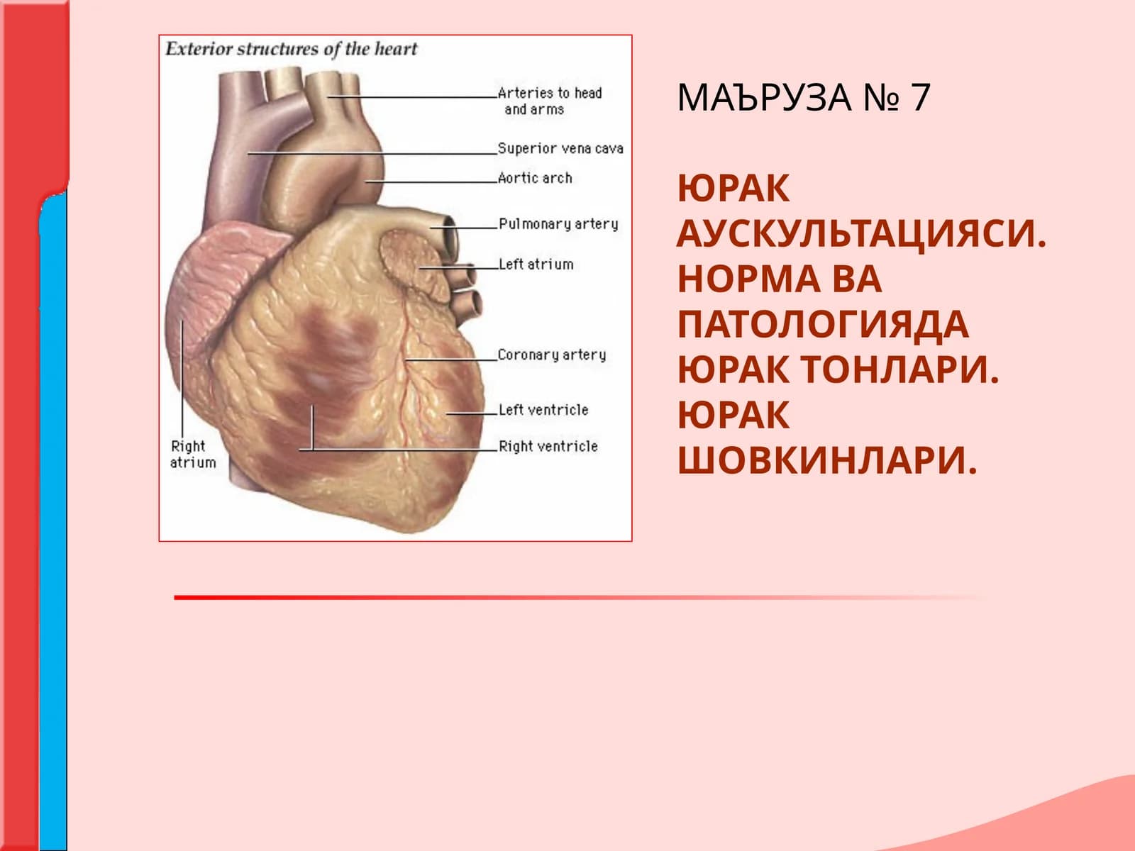 ЮРАК АУСКУЛЬТАЦИЯСИ.НОРМА ВА  ПАТОЛОГИЯДА ЮРАК ТОНЛАРИ. ЮРАК ШОВКИНЛАРИ