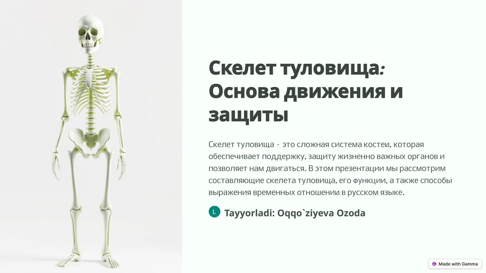 Скелет туловища: Основа движения и защиты