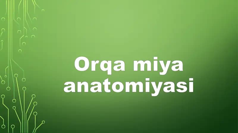 Orqa miya anatomiyasi