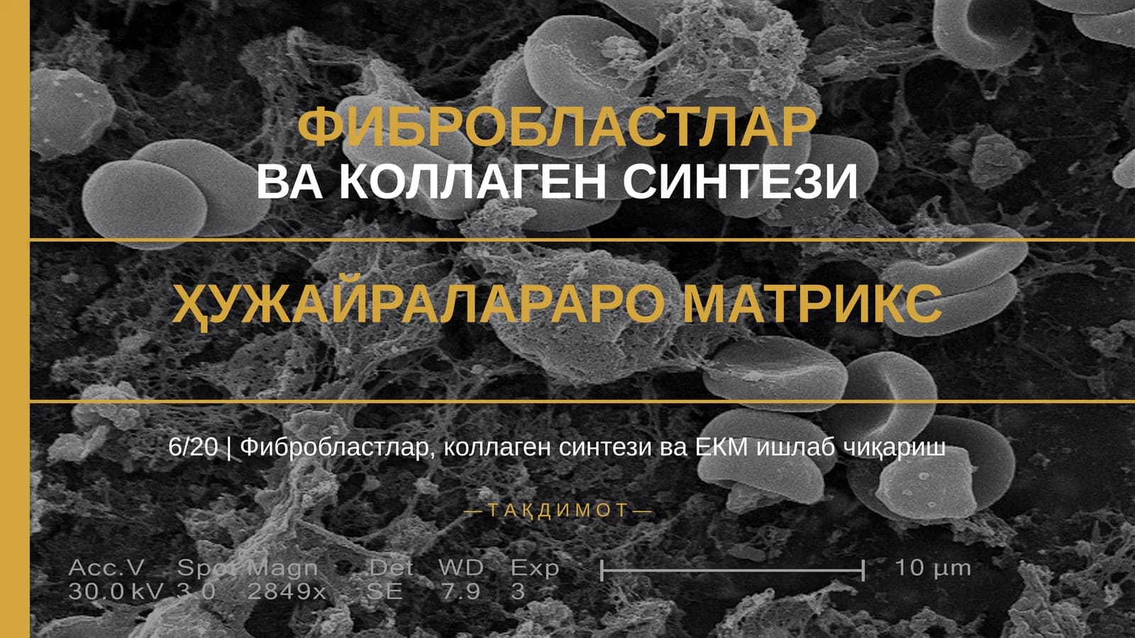 ФИБРОБЛАСТЛАР ВА КОЛЛАГЕН СИНТЕЗИ ҲУЖАЙРАЛАРАРО МАТРИКС