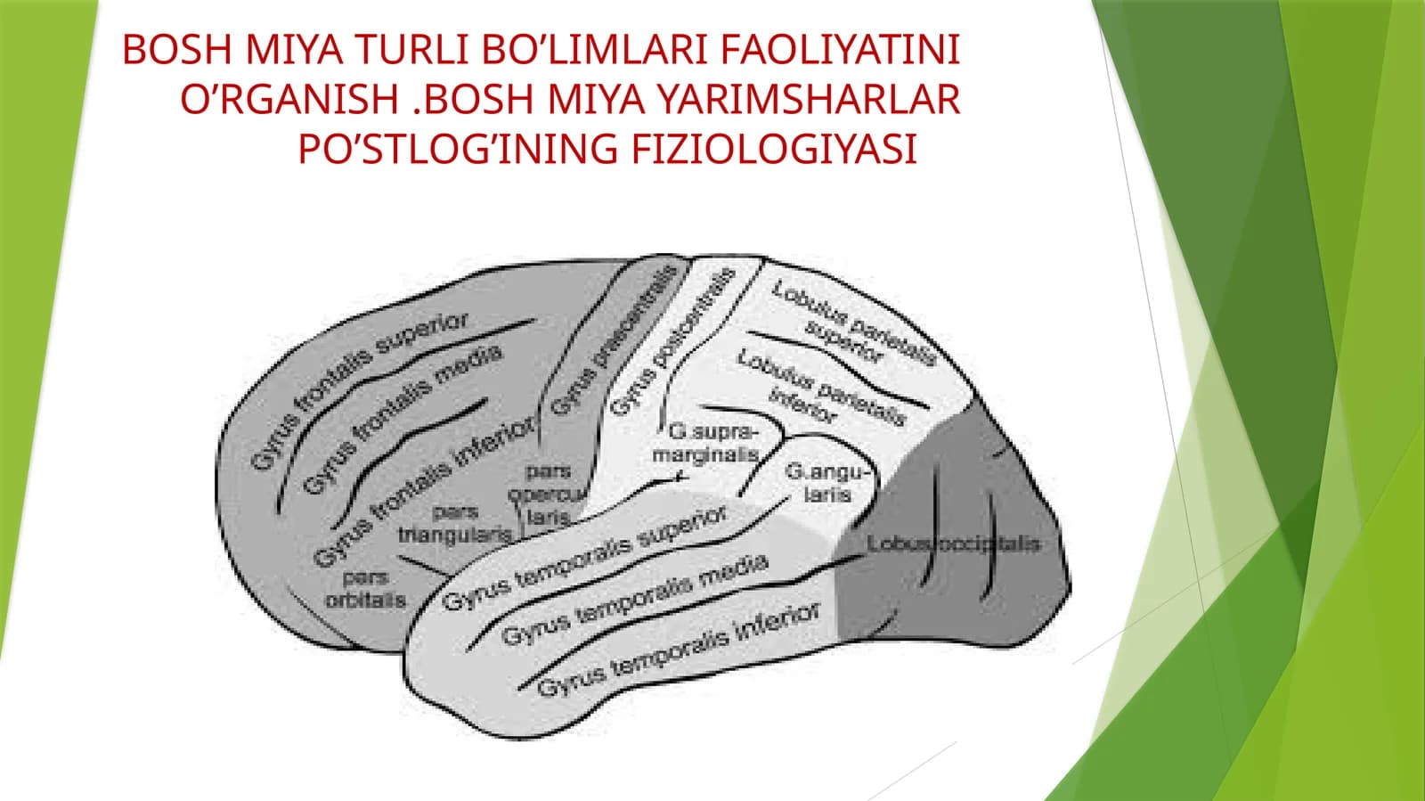 BOSH MIYA TURLI BO’LIMLARI FAOLIYATINI O’RGANISH .BOSH MIYA YARIMSHARLAR PO’STLOG’INING FIZIOLOGIYASI