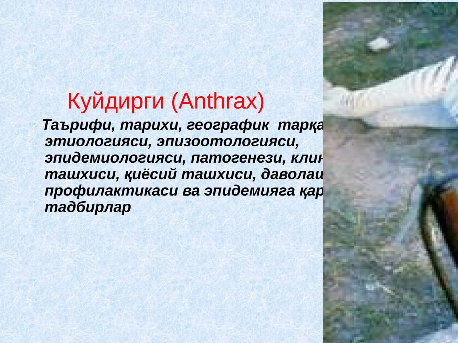 Куйдирги(Anthrax)