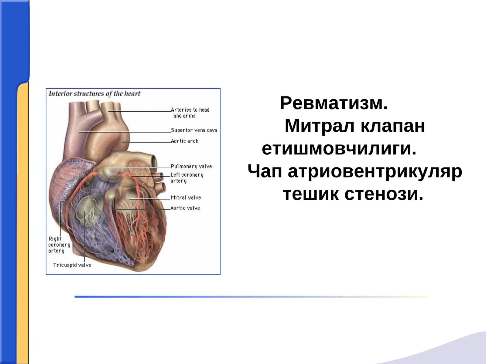 Revmatizm mitral klapan yetishmovchiligi chap atrioventrikulyar teshik stenozi