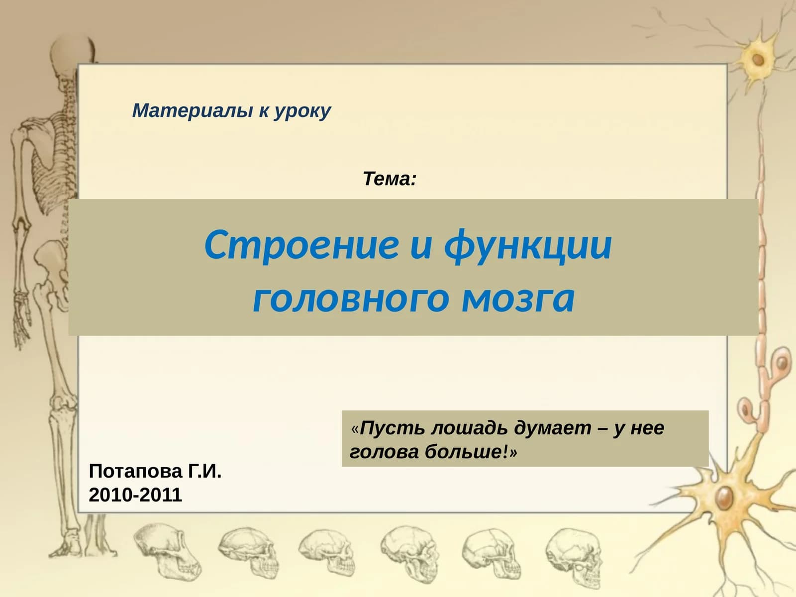 Строение и функции головного мозга