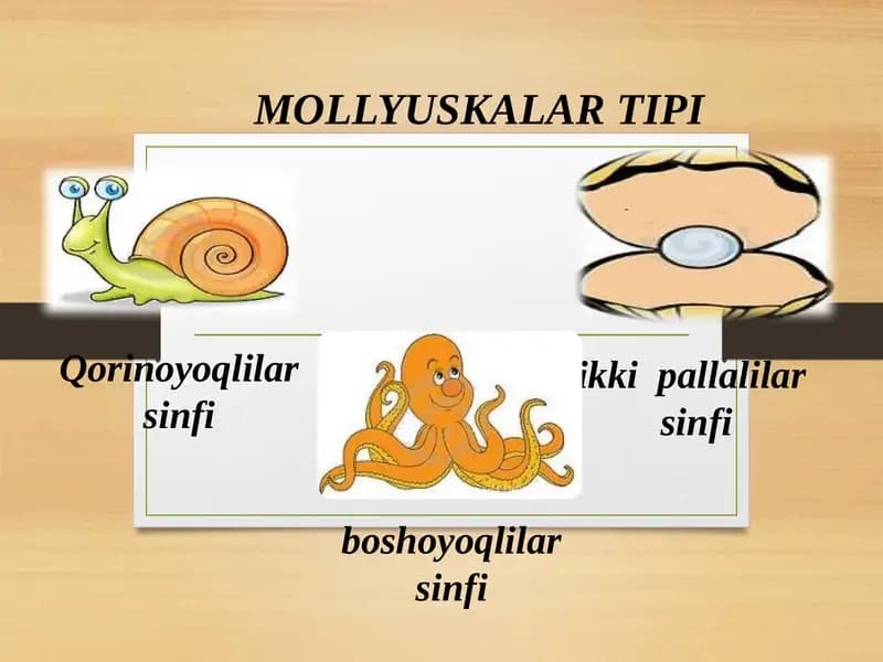 MOLLYUSKALAR TIPI