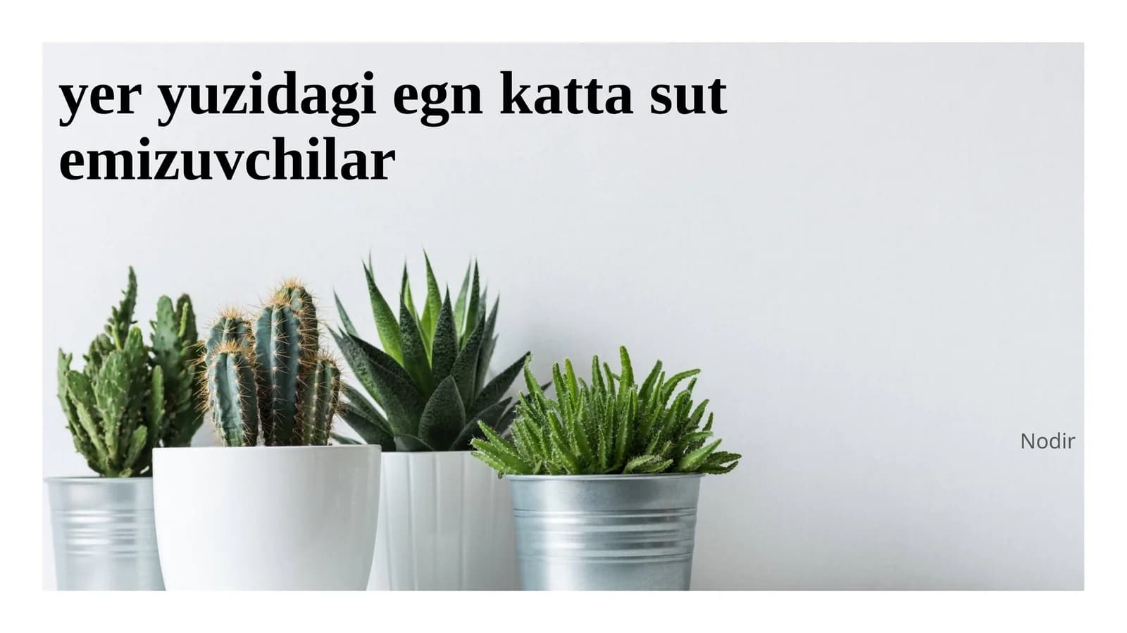 yer yuzidagi egn katta sut emizuvchilar