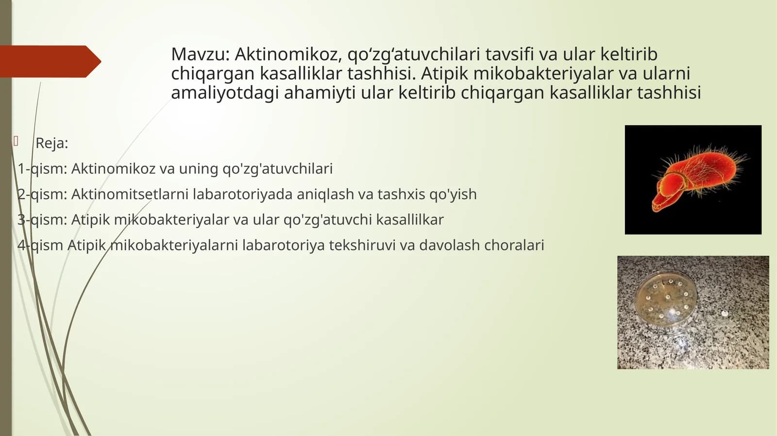 Aktinomikoz va qo‘zg‘atuvchilari