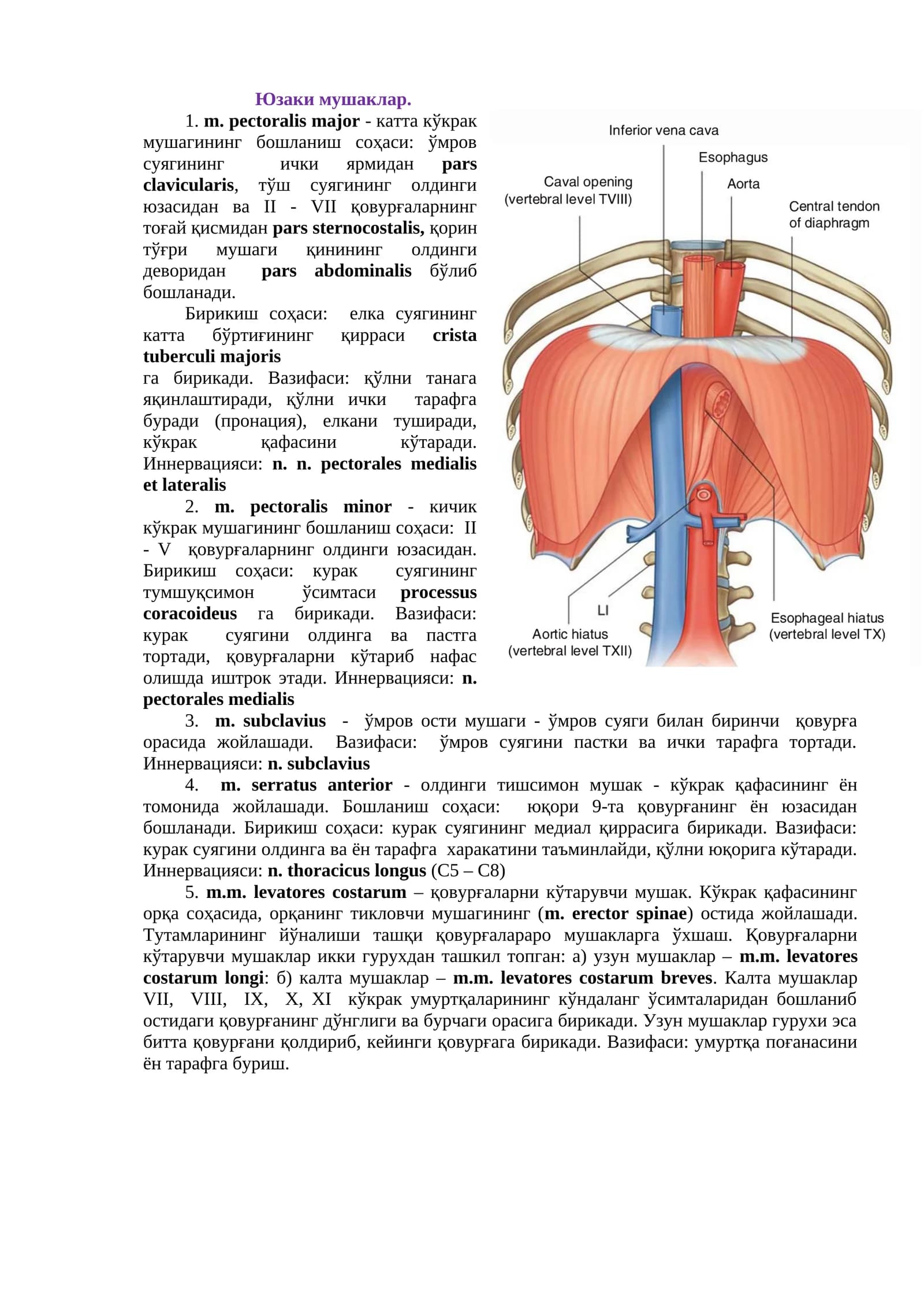 m. pectoralis major