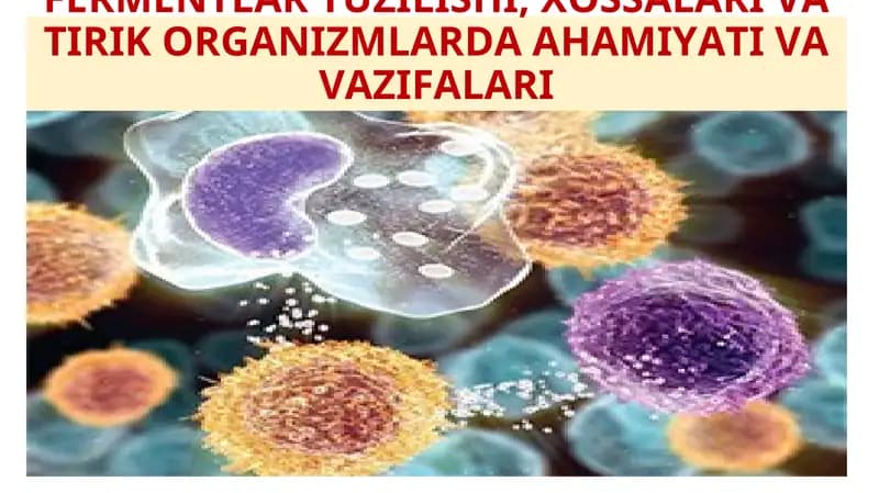 FERMENTLAR TUZILISHI, XOSSALARI VA TIRIK ORGANIZMLARDA AHAMIYATI VA VAZIFALARI