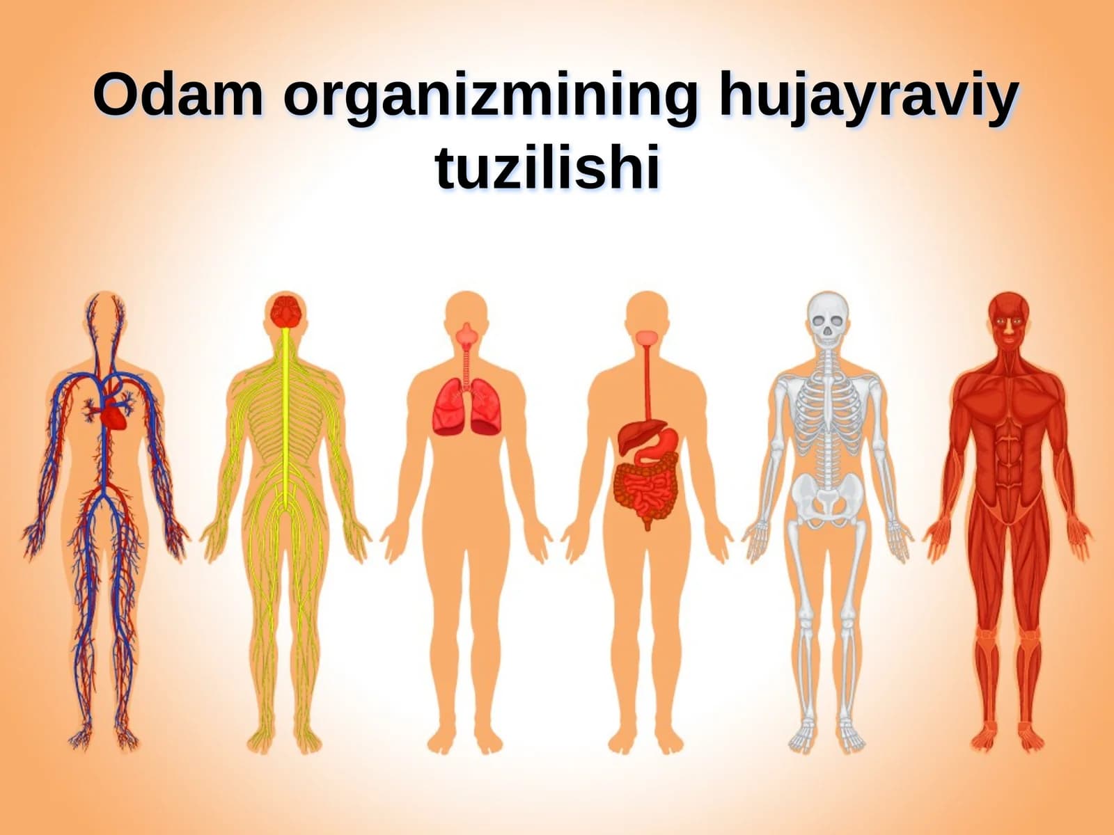 Odam organizmining hujayraviy tuzilishi