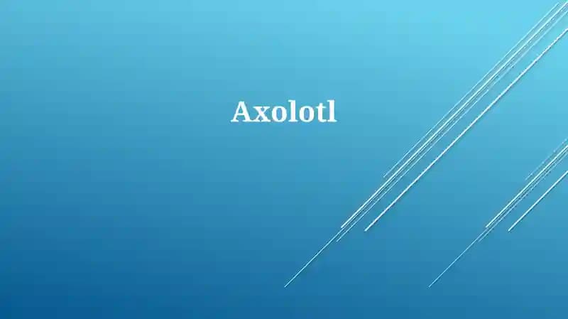 Axolotl
