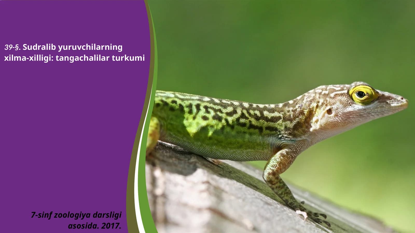 7-sinf Zoologiya 'Sudralib yuruvchilarning xilma-xilligi tangachalilar turkumi' ko'rgazma