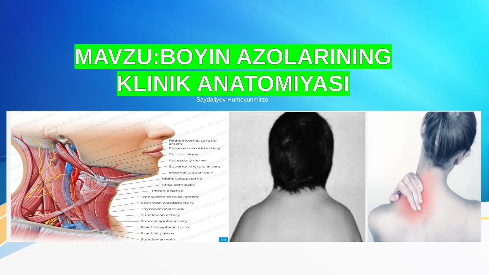 BOYIN AZOLARINING KLINIK ANATOMIYASI