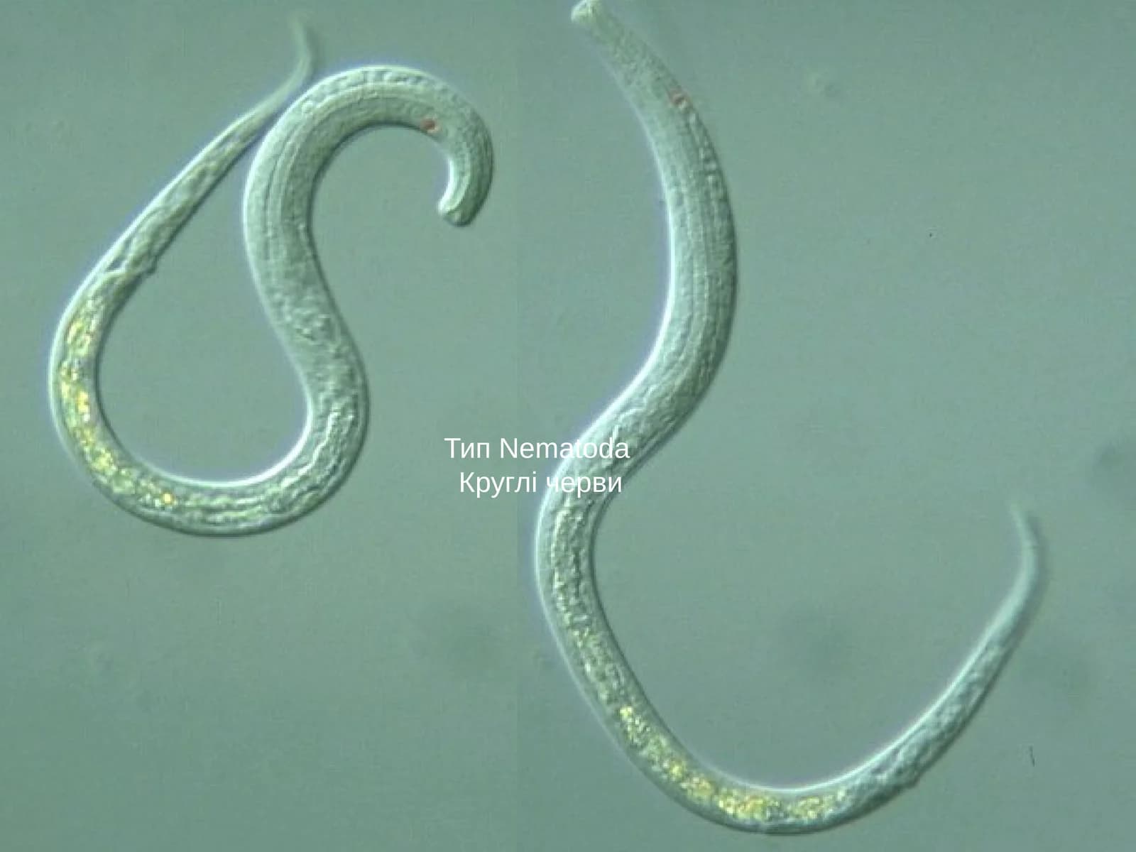 Nematoda