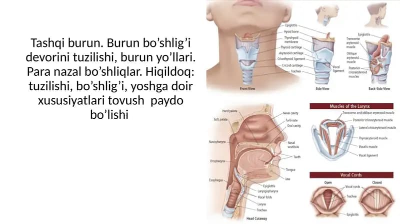 Tashqi burun. Burun bo’shlig’i devorini tuzilishi, burun yo’llari. Para nazal bo’shliqlar. Hiqildoq: tuzilishi, bo’shlig’i, yoshga doir xususiyatlari tovush  paydo bo’lishi