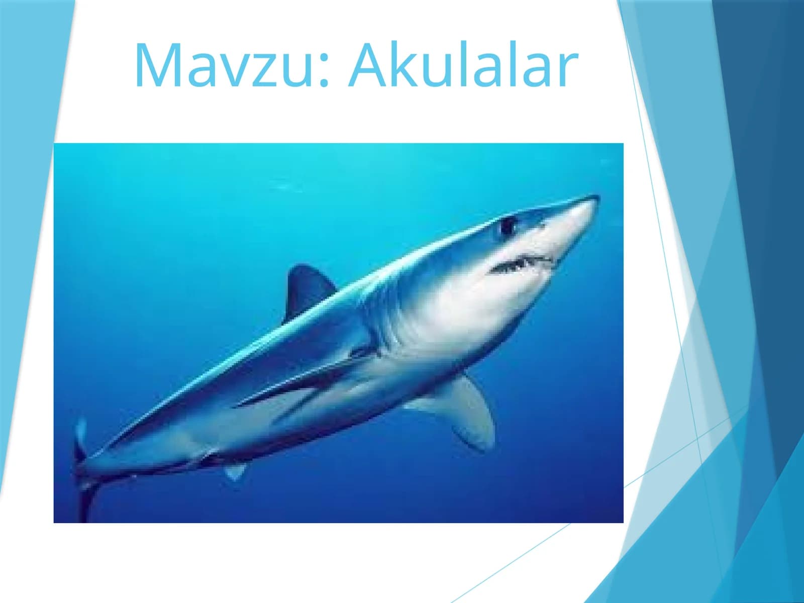 Akulalar