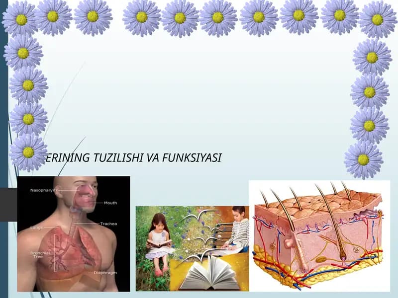 TERINING TUZILISHI VA FUNKSIYASI