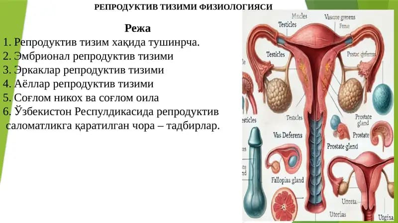Репродуктив тизими физиологияси