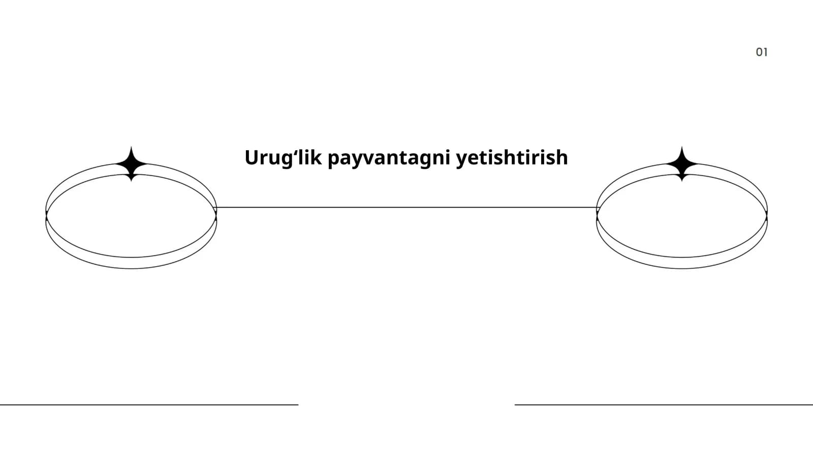 Urugʻlik payvantagni yetishtirish