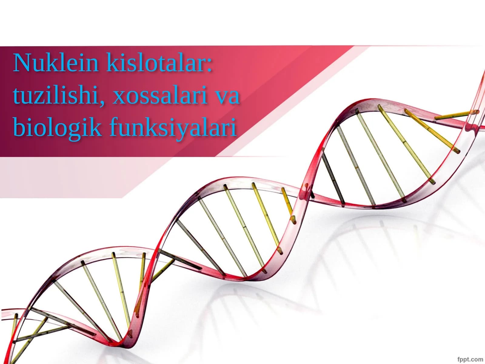 Nuklein kislotalar: tuzilishi, xossalari va biologik funksiyalari