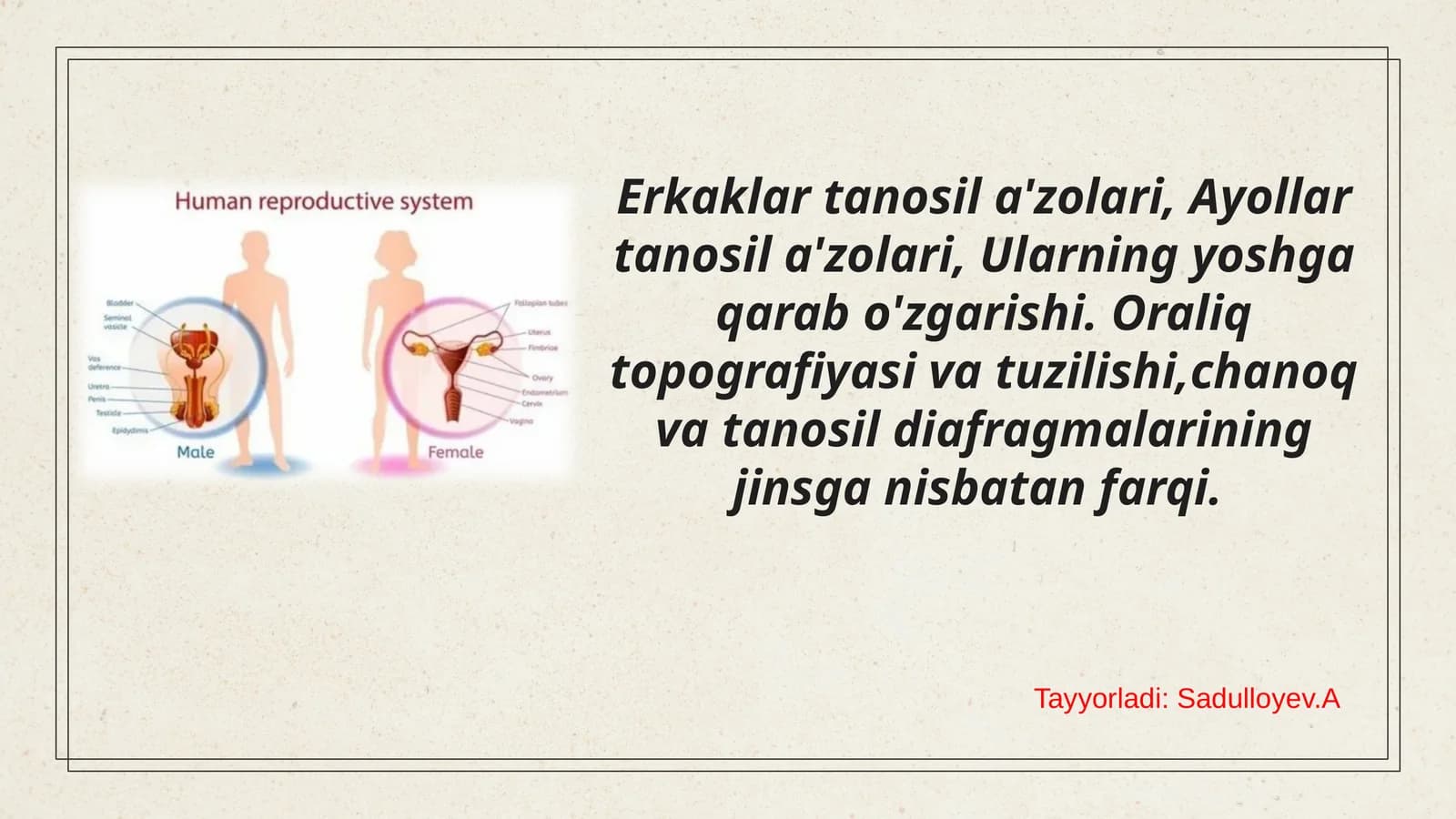 Erkaklar tanosil a'zolari, Ayollar tanosil a'zolari, Ularning yoshga qarab o'zgarishi. Oraliq topografiyasi va tuzilishi,chanoq va tanosil diafragmalarining jinsga nisbatan farqi.