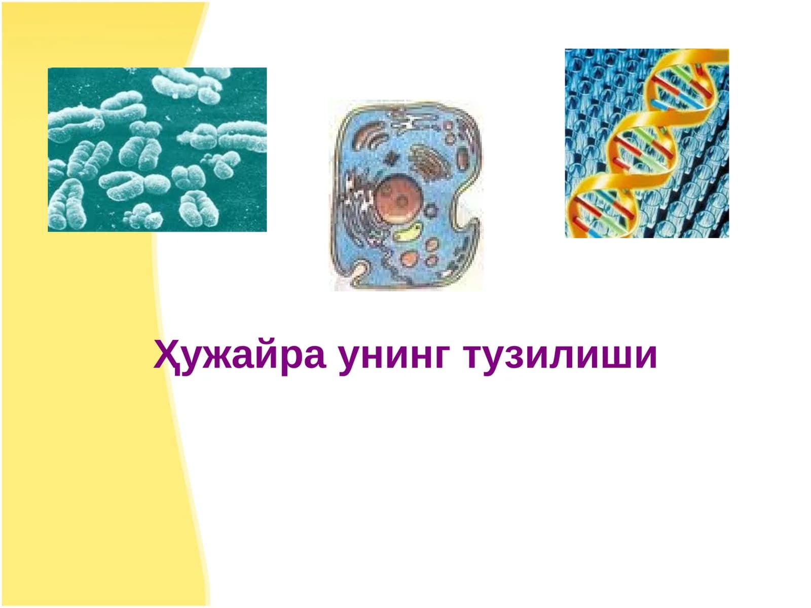 Ҳужайра унинг тузилиши