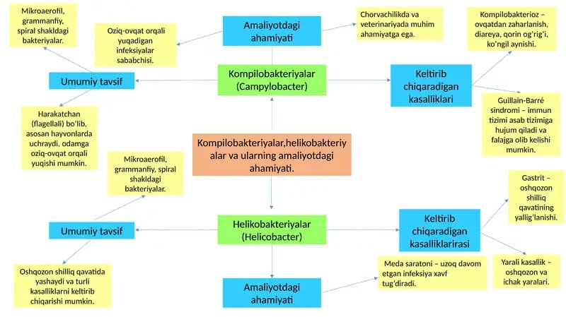 Kompilobakteriyalar va Helikobakteriyalar